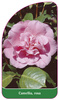 Camellia, rosa