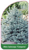 Abies Iasiocarpa 'Compacta'