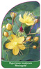 Hypericum indorum 'Rheingold'