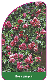 Róza pnąca Nr. 321 A