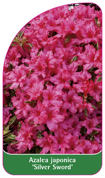 Azalea japonica 'Silver Sword'