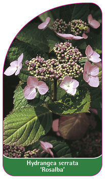 Hydrangea serrata 'Rosalba'