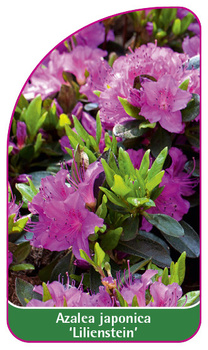 Azalea japonica 'Lilienstein'