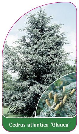 Cedrus atlantica 'Glauca'