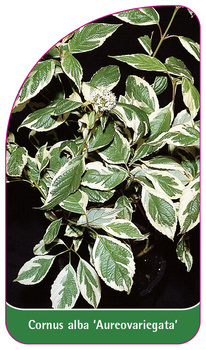 Cornus alba 'Aureovariegata'