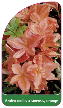 Azalea mollis x sinensis, orange