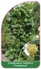 Liriodendron tulipifera 'Fastigiatum'