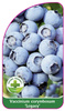 Vaccinium corymbosum 'Legacy'