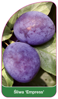 Śliwa 'Empress'