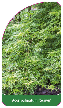 Acer palmatum 'Seiryu'