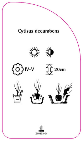 Cytisus decumbens