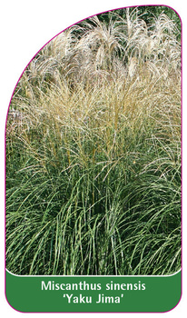 Miscanthus sinensis 'Yaku Jima'