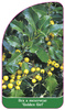 Ilex x meserveae 'Golden Girl'