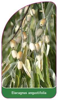 Ealeagnus angustifolia