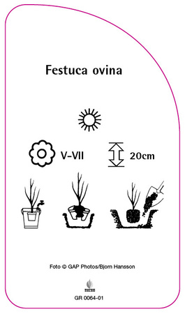 Festuca ovina