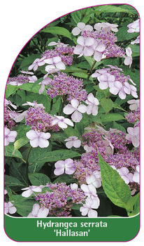 Hydrangea serrata 'Hallasan'