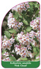 Kolkwitzia amabilis 'Pink Cloud'