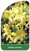 Azalea pontica