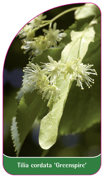 Tilia cordata 'Greenspire'