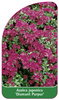Azalea japonica 'Diamant Purpur'