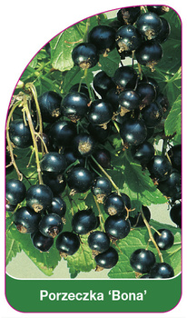 Rybíz 'Bona'