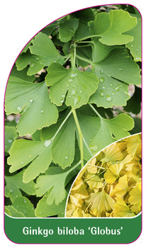 Ginkgo biloba "Globus