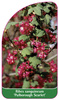 Ribes sanguineum 'Pulborough Scarlet'