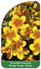 Potentilla fruticosa Mango Tango ,Uman'
