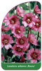 Lavatera arborea ,Rosea'