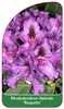 Rhododendron-Hybride 'Rasputin'