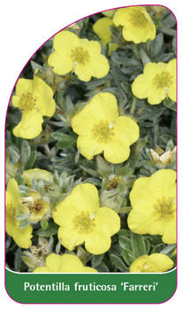 Potentilla fruticosa 'Farreri'