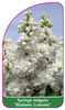 Syringa vulgaris 'Madame  Lemoine'