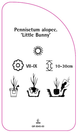 Pennisetum alopecuroides 'Little Bunny'