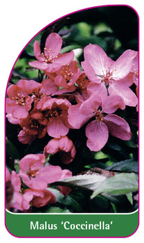 Malus 'Coccinella'