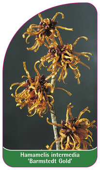 Hamamelis intermedia 'Barmstedt Gold'