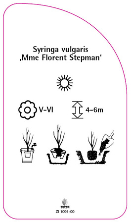 Syringa vulgaris 'Mmme Florent Stepman'