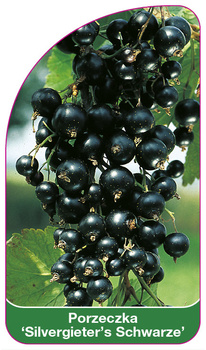 Porzeczka 'Silvergieter's Schwarze'