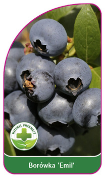 Borowka 'Emil'