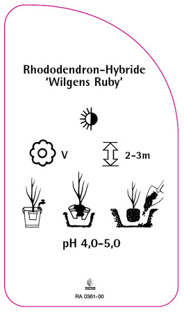 Rhododendron-Hybride 'Wilgens Ruby'