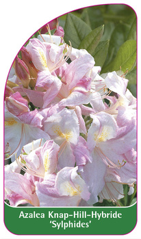 Azalea Knap-Hill-Hybride 'Sylphides'