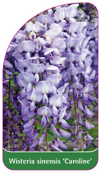 Wisteria sinensis 'Caroline'