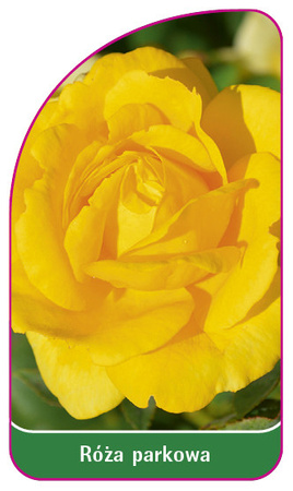Róza parkowa Nr. 400