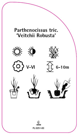 Parthenocissus vitacea 'Veitchii Robusta'