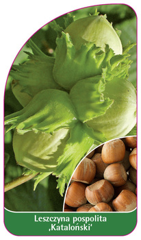 Líska obecná 'Catalan'