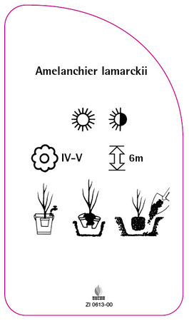 Amelanchier lamarckii