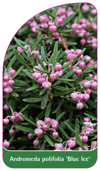 Andromeda polifolia 'Blue Ice'