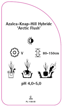 Azalea-Knap-Hill Hybride 'Arctic Flush'