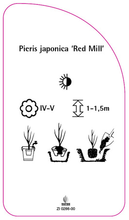 Pieris japonica 'Red Mill'