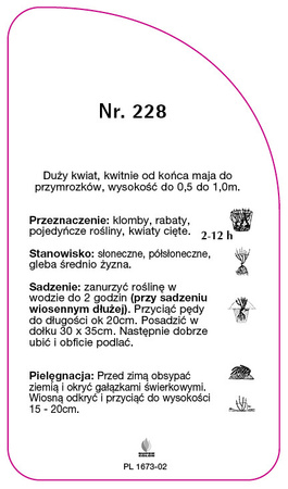 Trandafir cu flori mari Nr. 228