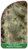 Pinus sylvestris 'Argentea Compacta'